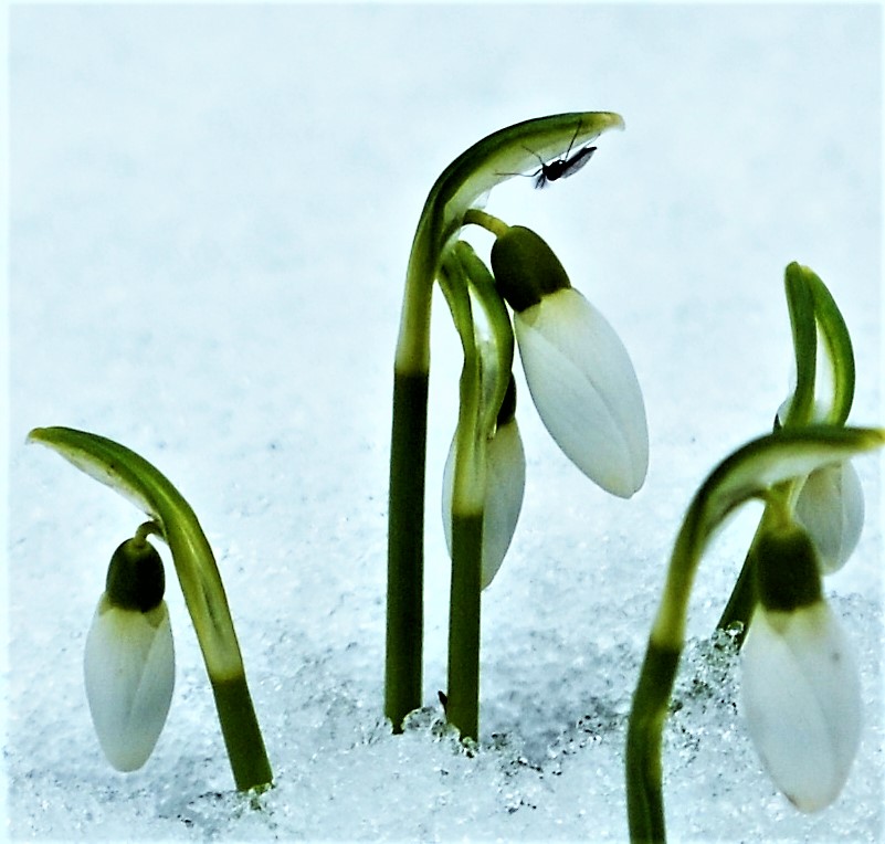 Endlich einmal Scheeglöckchen im Schnee....