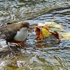 Endlich entdeckt   die Wasseramsel