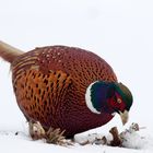 Endlich erfolgreich! Fasan - Phasianus colchicus - der Futtersuche