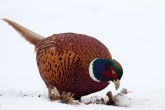 Endlich erfolgreich! Fasan - Phasianus colchicus - der Futtersuche