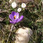 Endlich - erste Krokusse