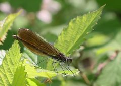 endlich erwischt - das Blauflügel-Prachtlibellen-Weibchen