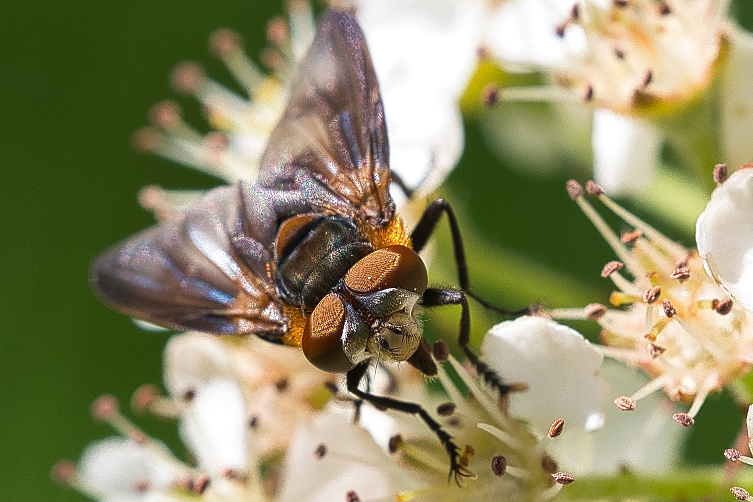 Endlich erwischt - Fliege