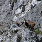 Endlich erwischt! Gams im Tennengebirge