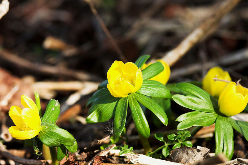 Endlich, es wird Frühling