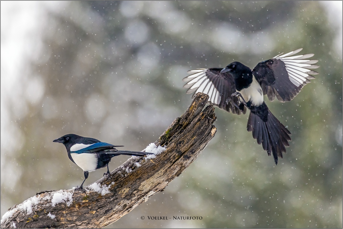 Endlich etwas Schnee