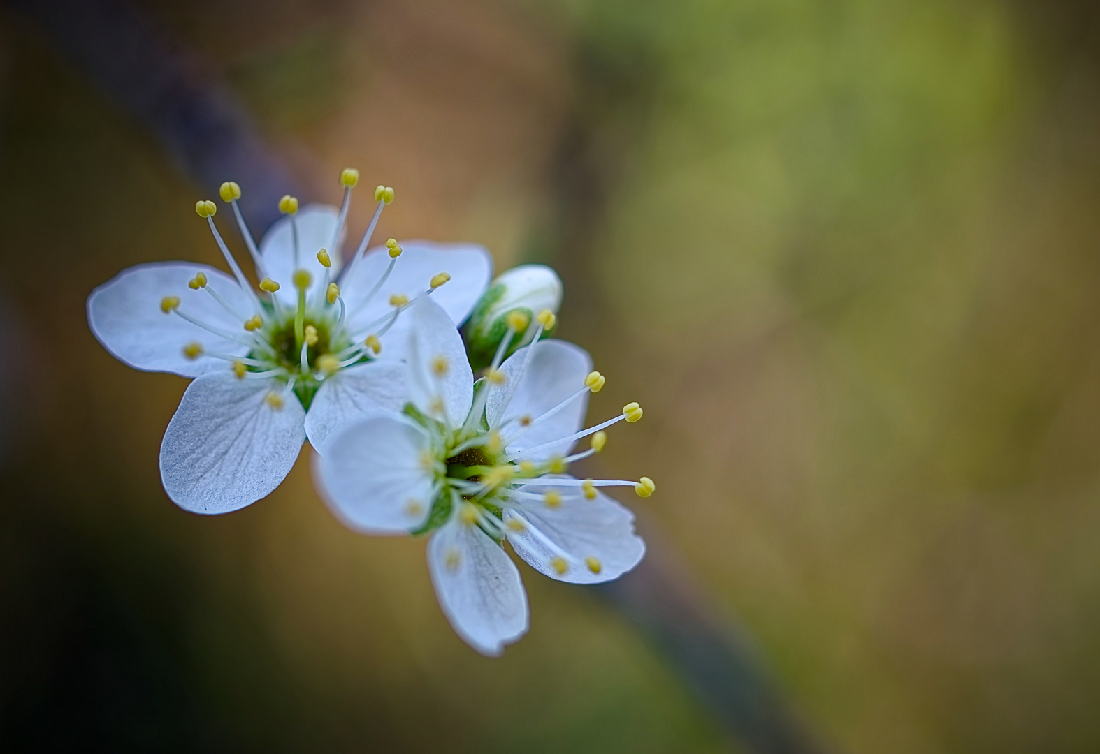 endlich Farbe, endlich Frühling