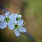 endlich Farbe, endlich Frühling