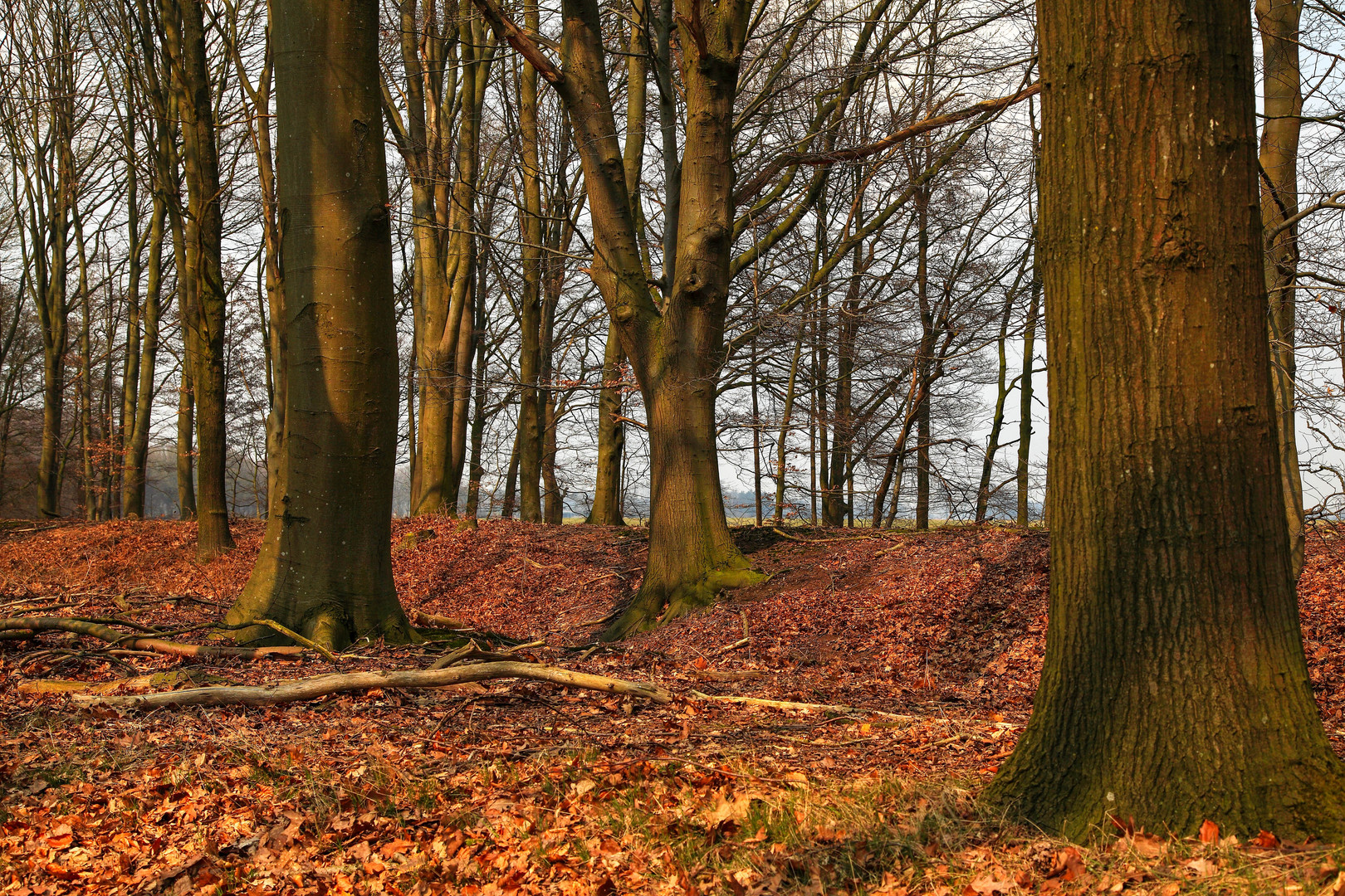 Endlich.. Farbe im Wald !