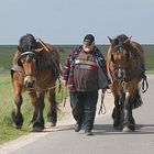 ENDLICH FEIERABEND! (Kutscher auf der Hallig Hogge)