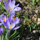 Endlich Frühjahr ... die Krokusse sind am Blühen