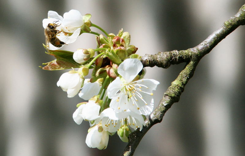 endlich Frühling!