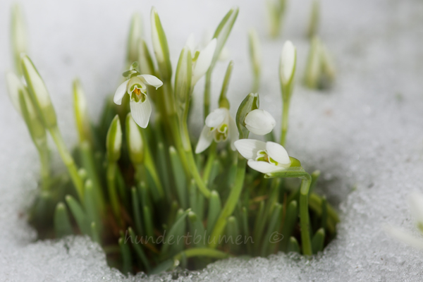 endlich Frühling