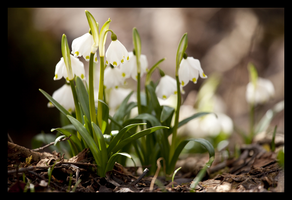 Endlich Frühling