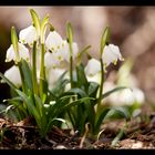 Endlich Frühling