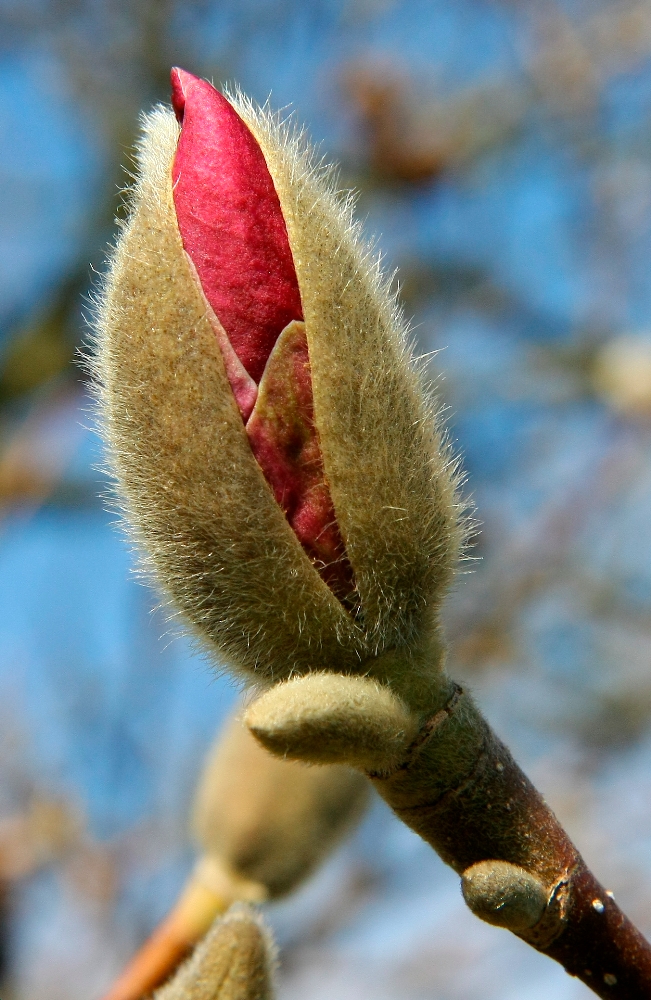 endlich Frühling