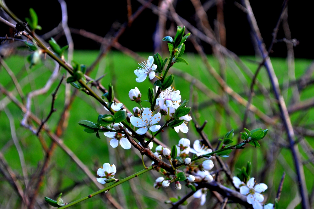 Endlich Frühling!