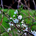 Endlich Frühling!