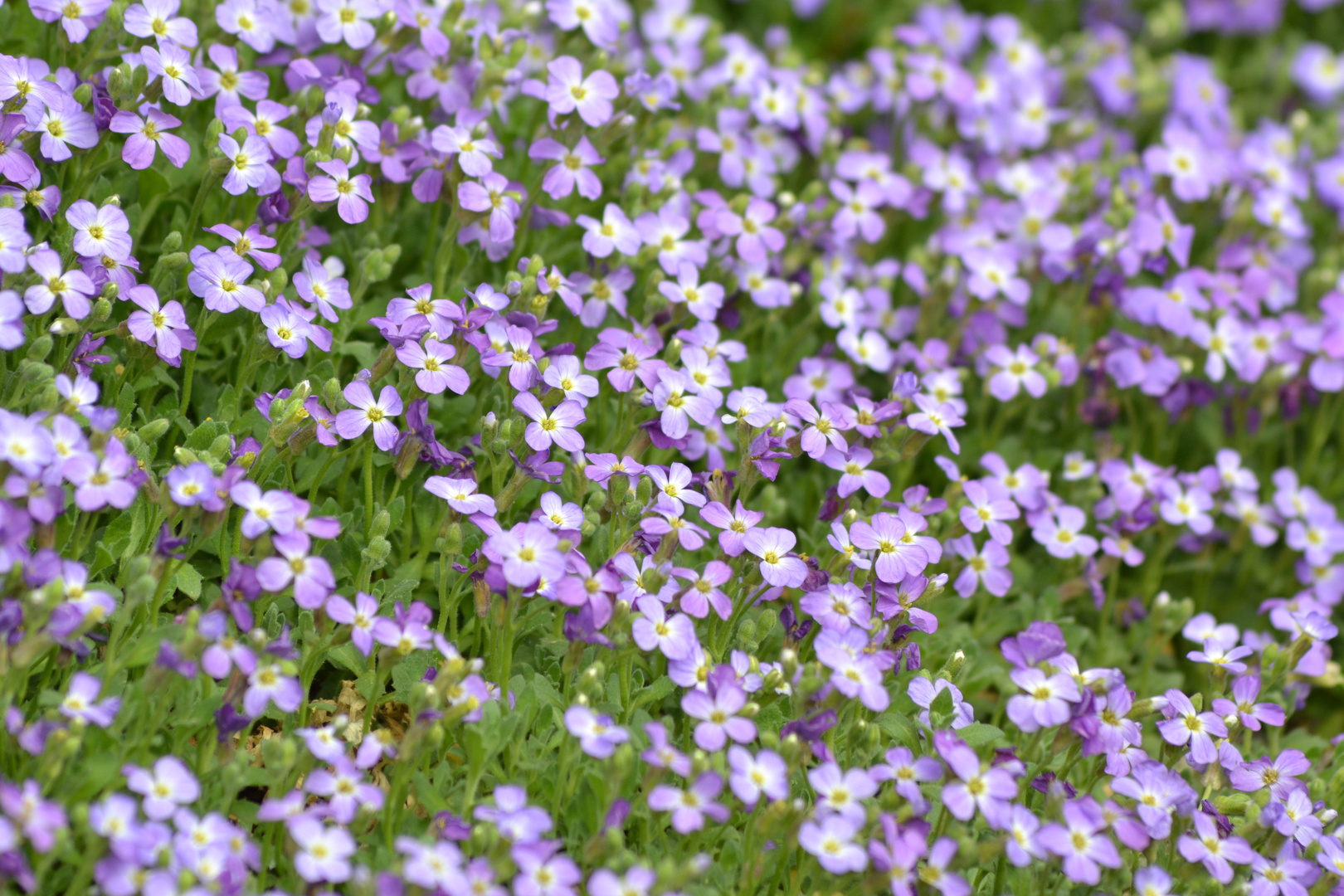 Endlich Frühling