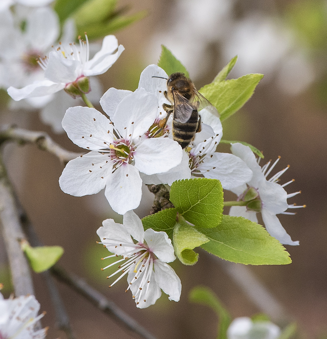 Endlich Frühling!