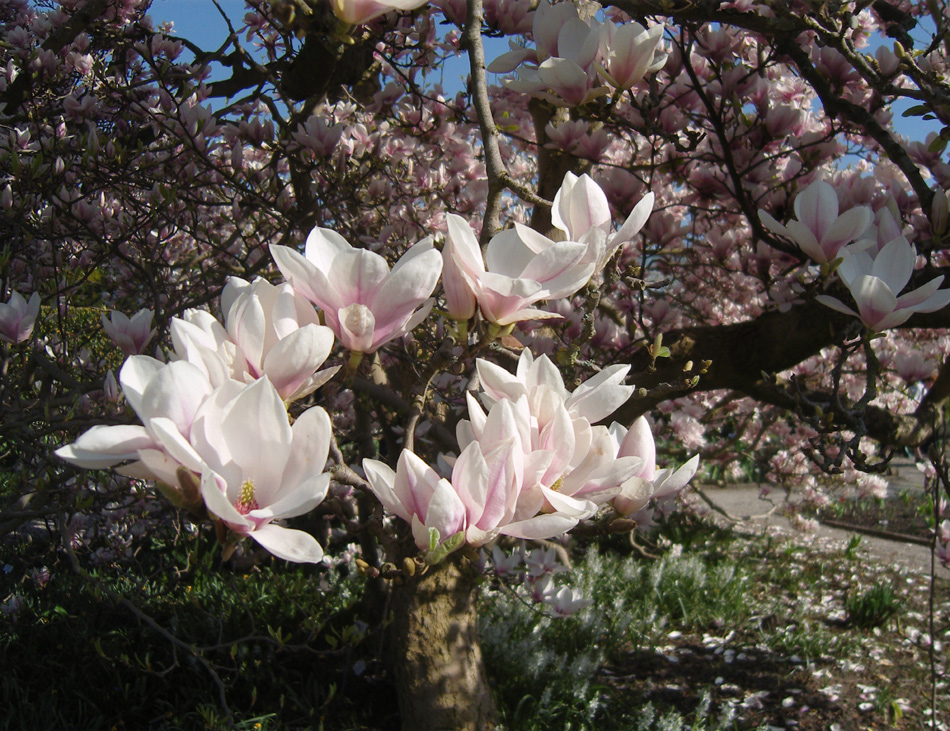 Endlich Frühling!