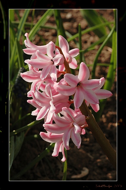 endlich Frühling