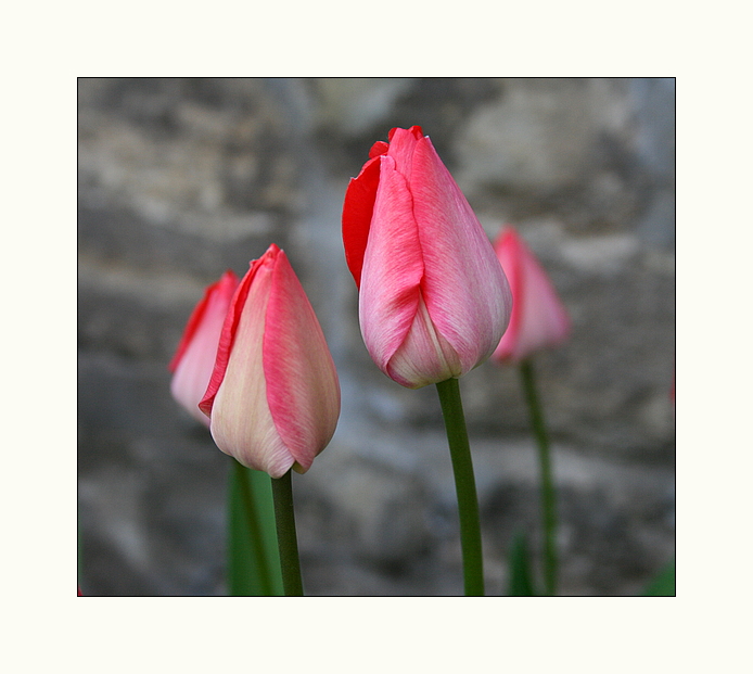 "endlich Frühling"