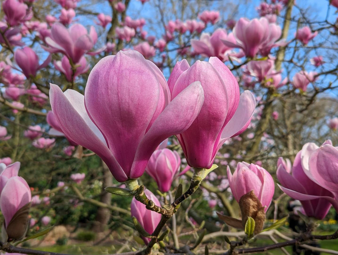 endlich Frühling