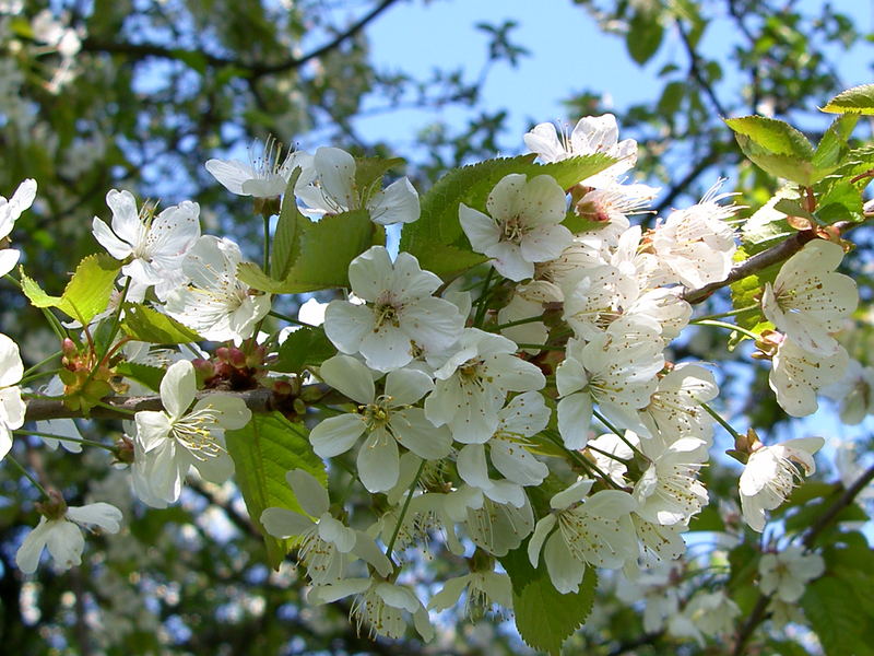 Endlich Frühling