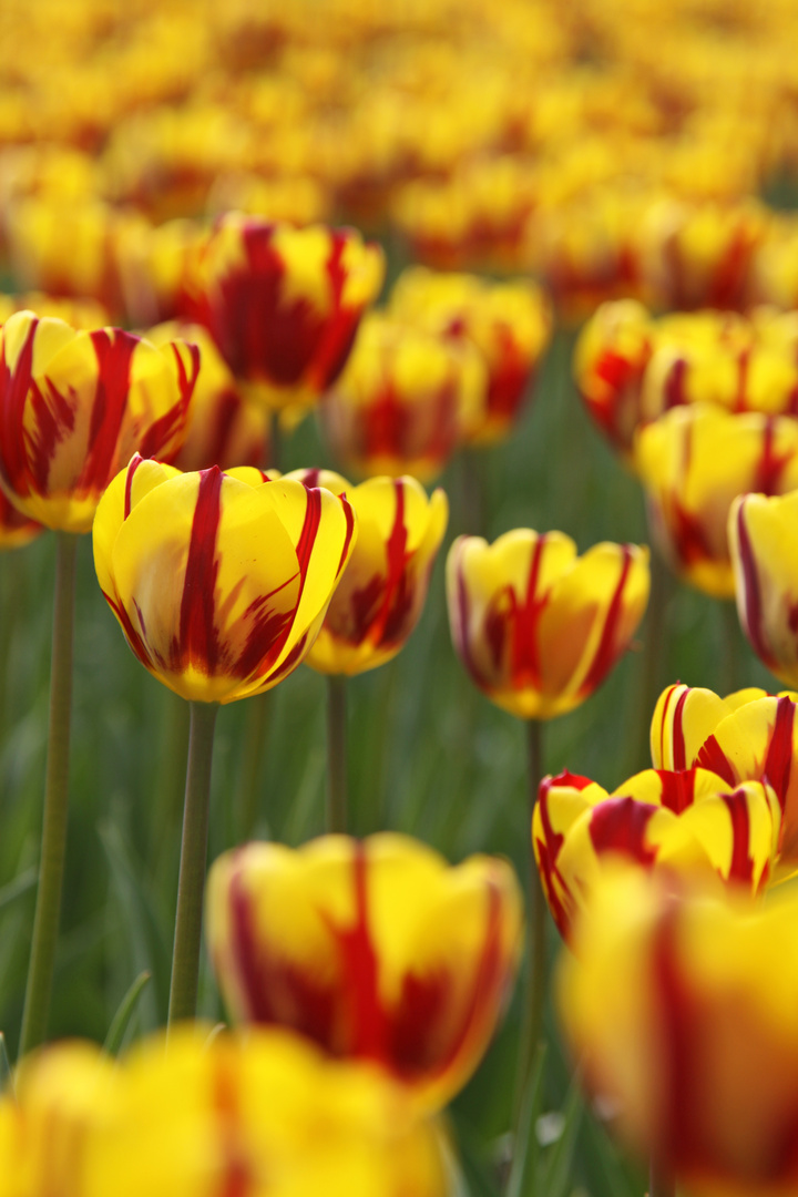 endlich Frühling....