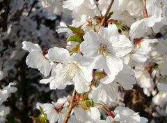 ~ Endlich Frühling ~