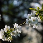 Endlich Frühling ...