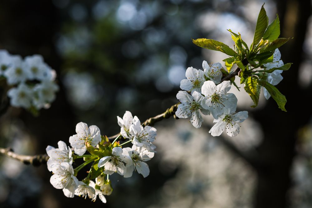 Endlich Frühling ...