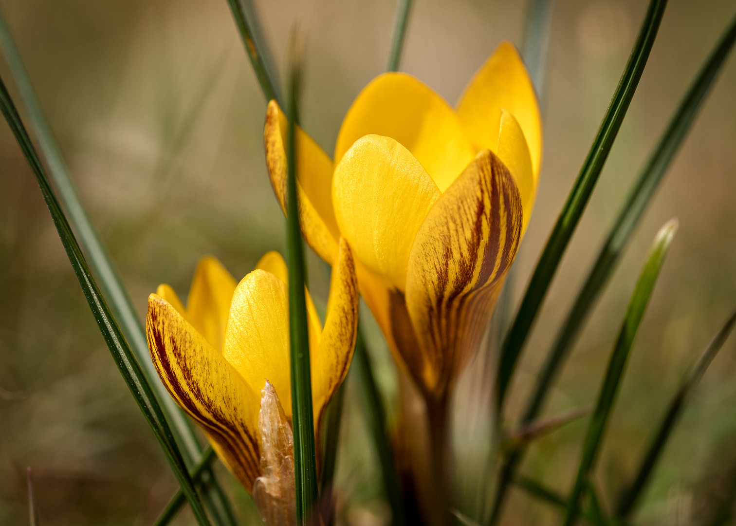 Endlich Frühling