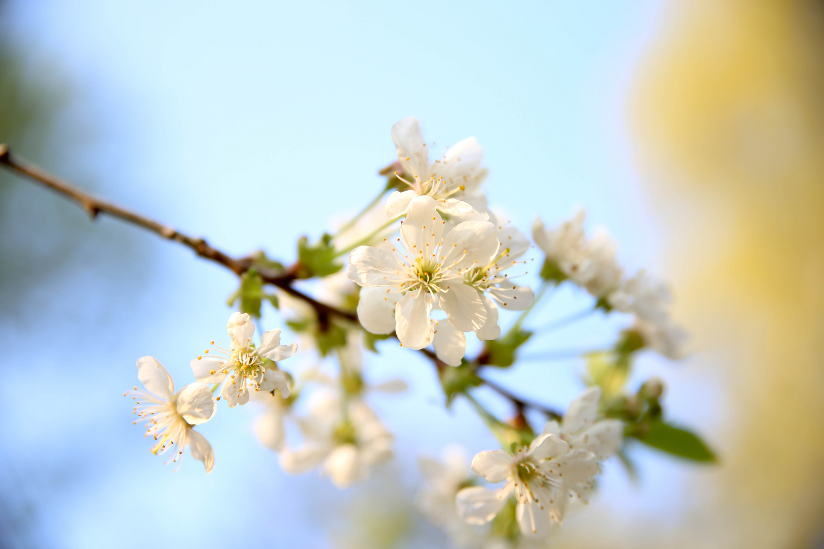 Endlich Frühling