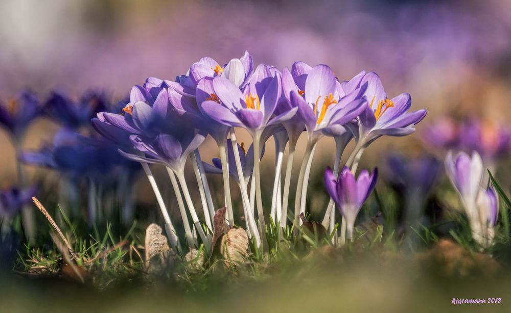 endlich frühling......