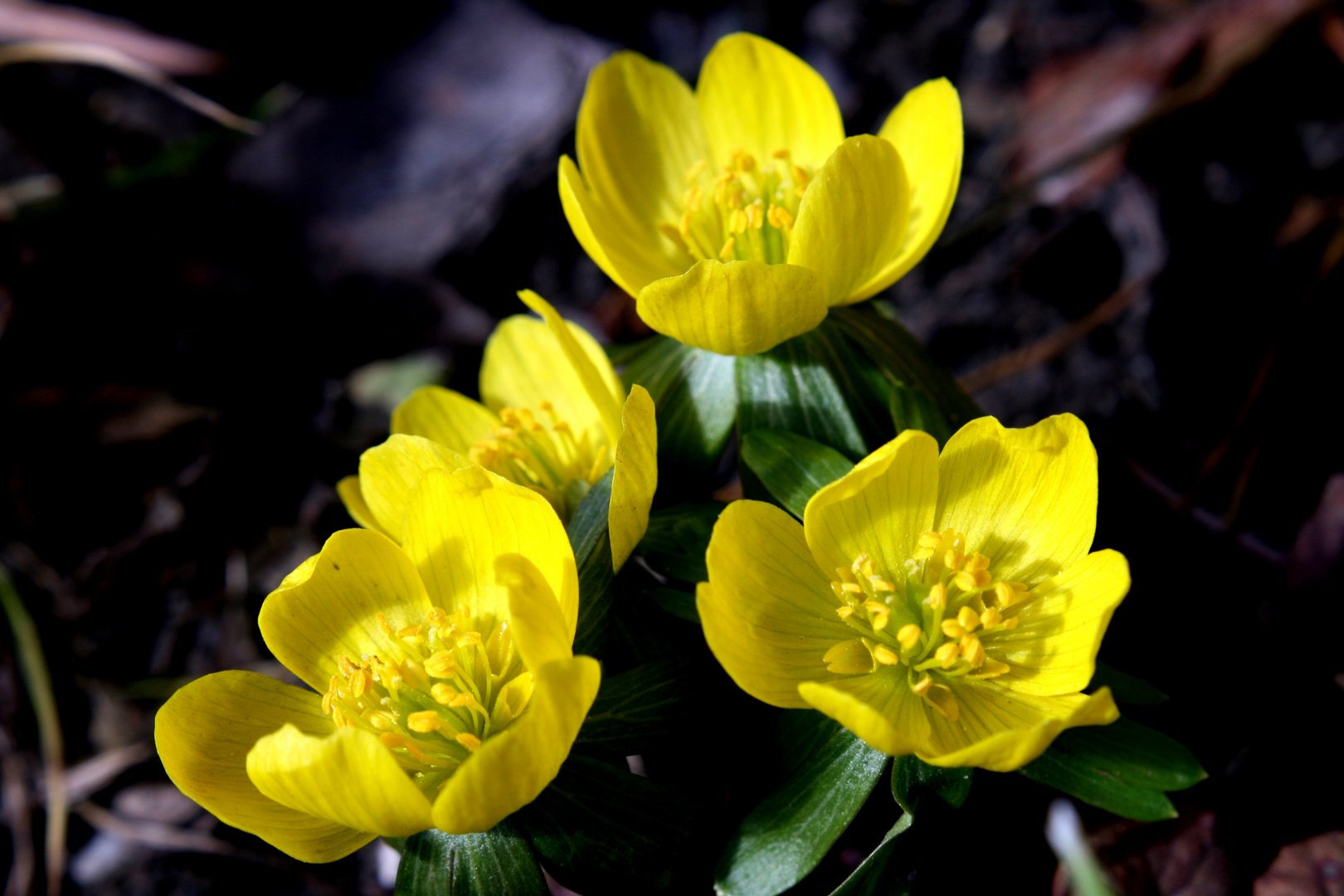 Endlich Frühling?