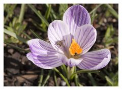 Endlich Frühling 1