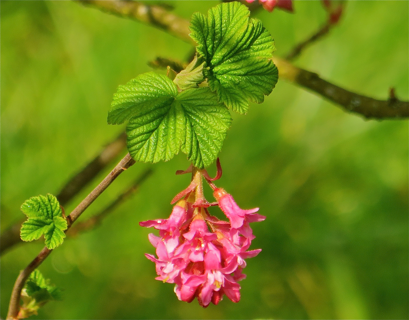 ... endlich Frühling -1- !!!...