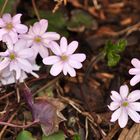 Endlich Frühling (1)