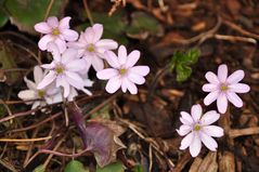 Endlich Frühling (1)