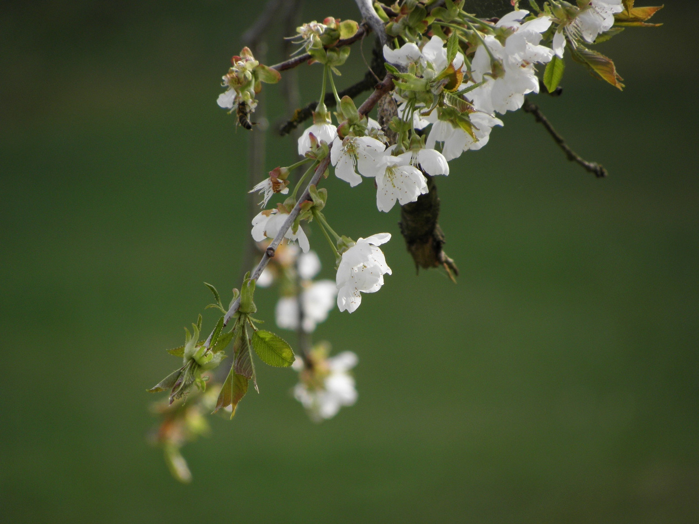 Endlich Frühling !