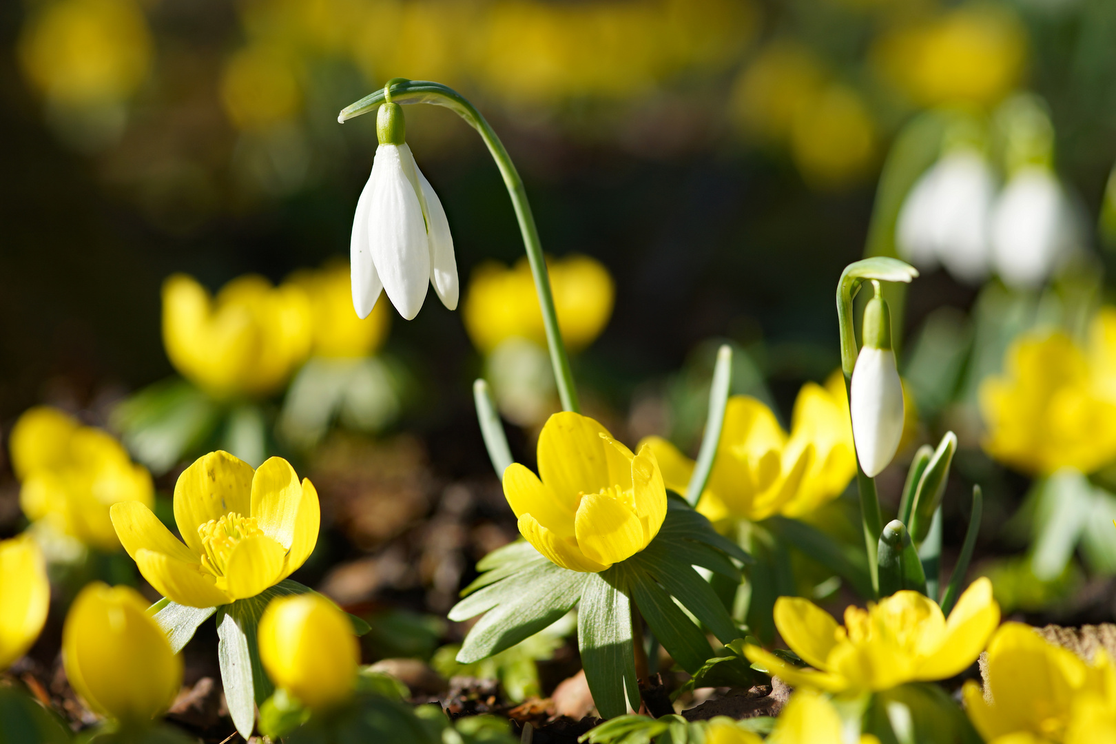 Endlich Frühling