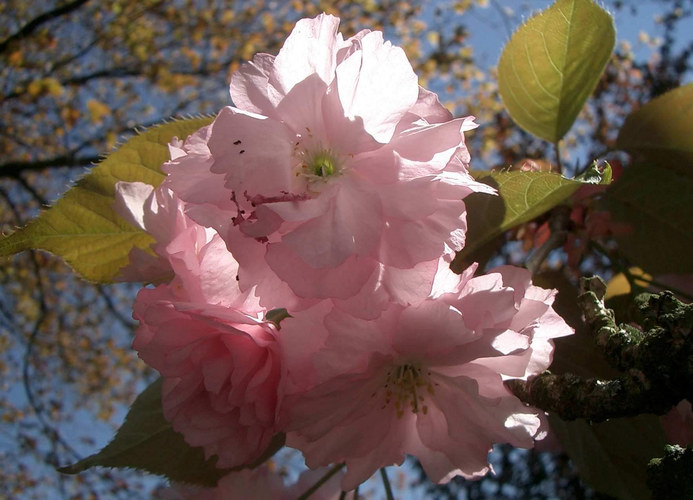 Endlich Frühling!