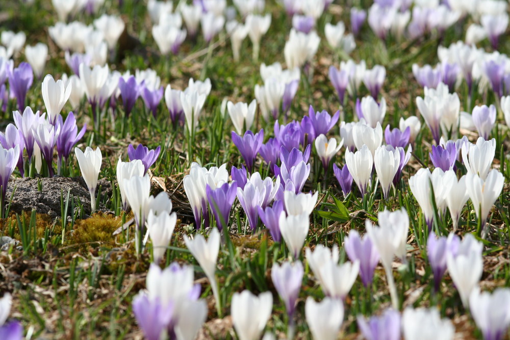 endlich Frühling