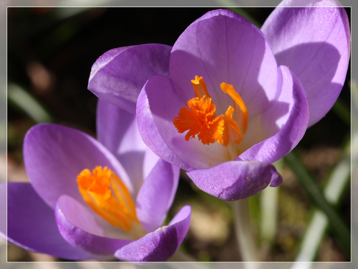 Endlich Frühling