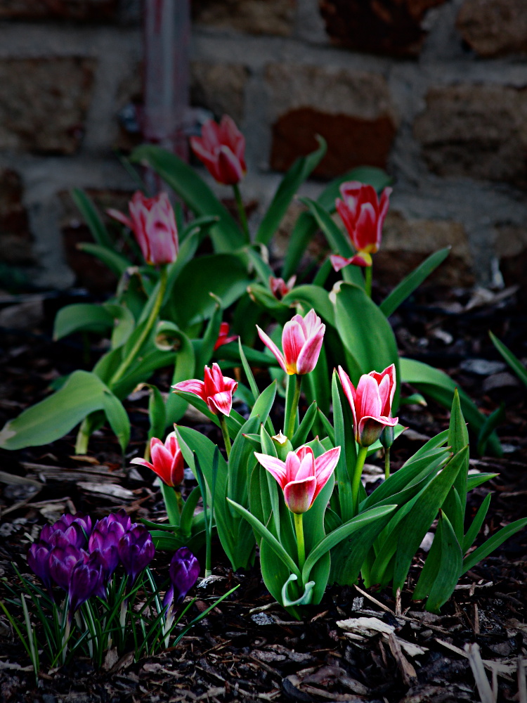 Endlich Frühling