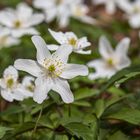 endlich Frühling.......