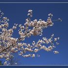 Endlich Frühling