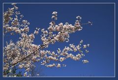 Endlich Frühling